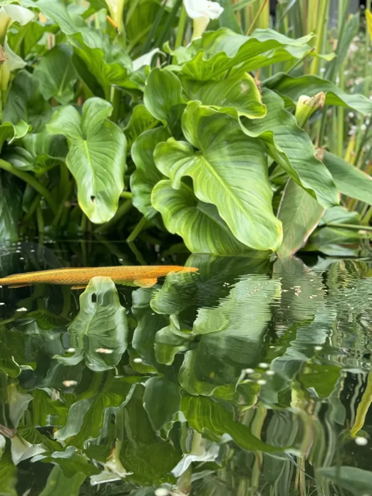Jardin à Tourrettes-sur-Loup